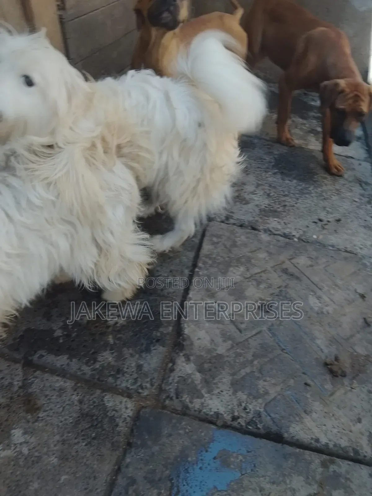 3-6 months Male Purebred Japanese Spitz