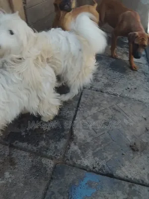 3-6 months Male Purebred Japanese Spitz