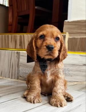 1-3 months Female Purebred Cocker Spaniel - thumbnail 2