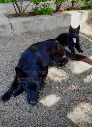 1-3 months Female Purebred German Shepherd