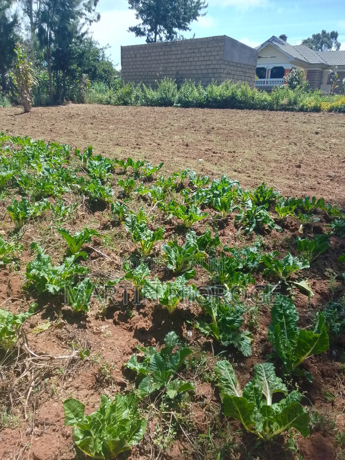 1.5 Acres Nyambari, Uplands