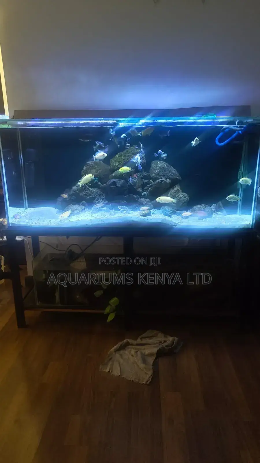 Perfect Cichlid Tank Setup.