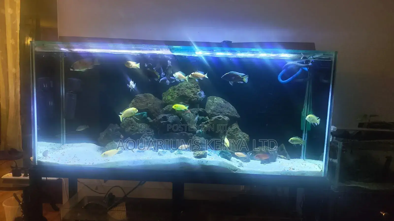 5-foot Aquarium For Cichlids