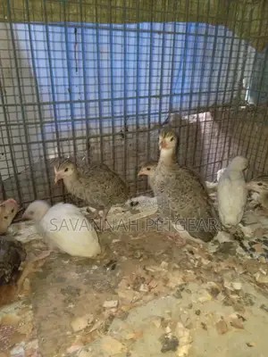 Guinea Fowl Keets Off Heat - Dotted and White Guinea Fowl