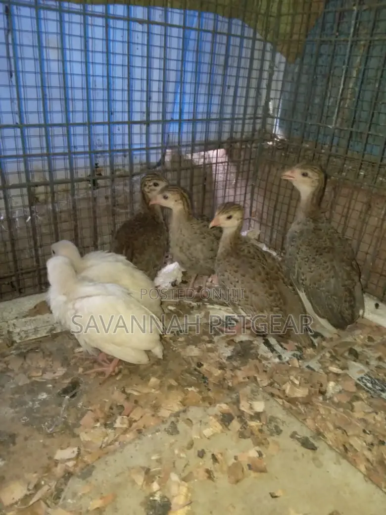 Guinea Fowl Keets Off Heat - Dotted and White Guinea Fowl