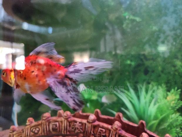 Faintail Gold Fish - main view