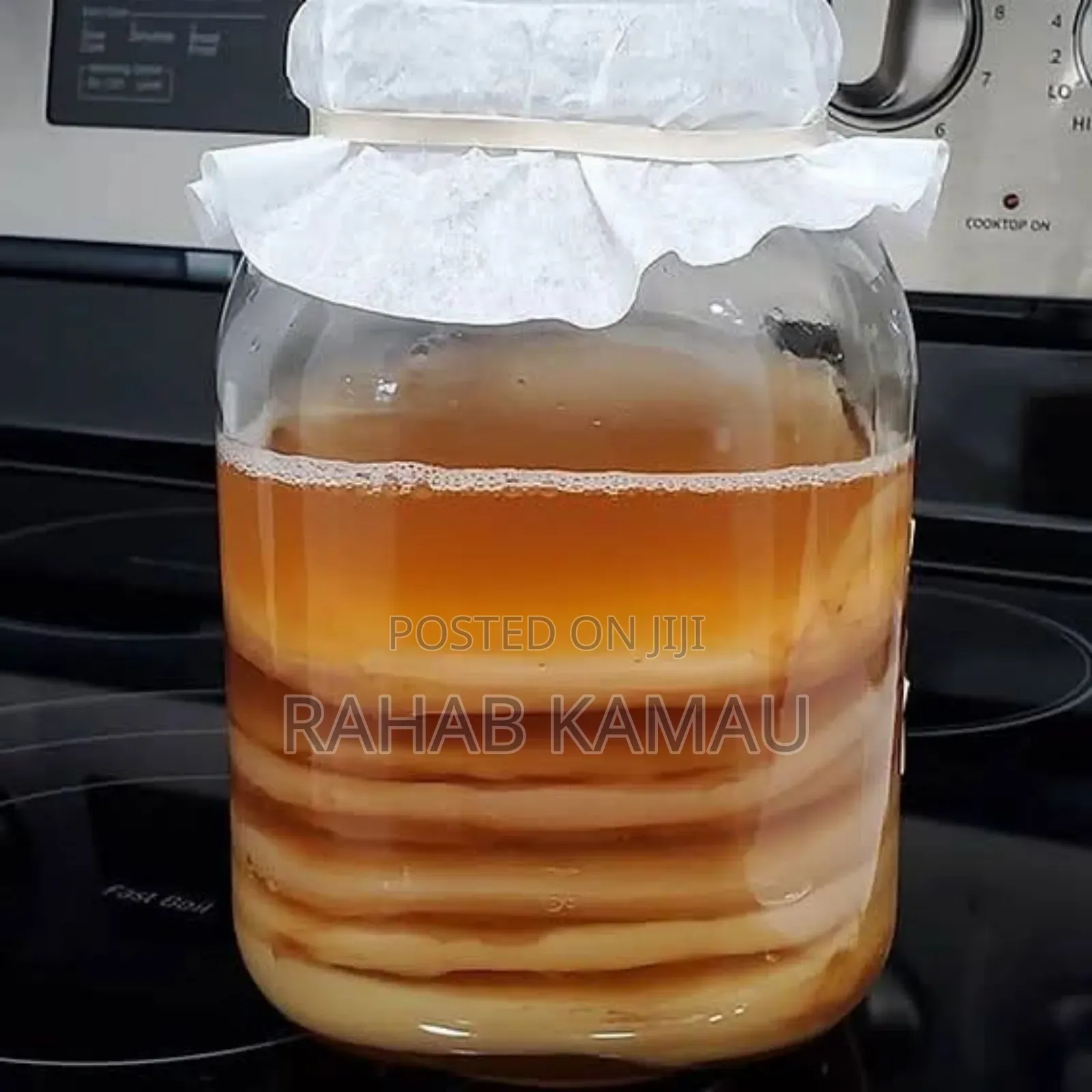 Kombucha Scoby