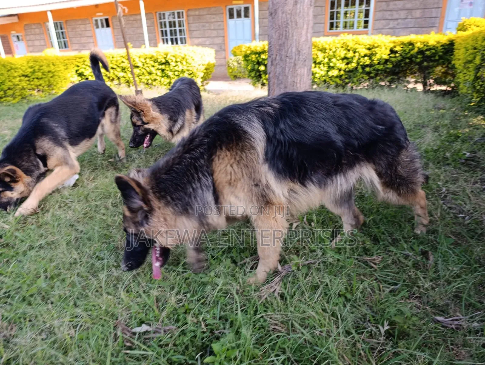 1+ year Male Purebred German Shepherd