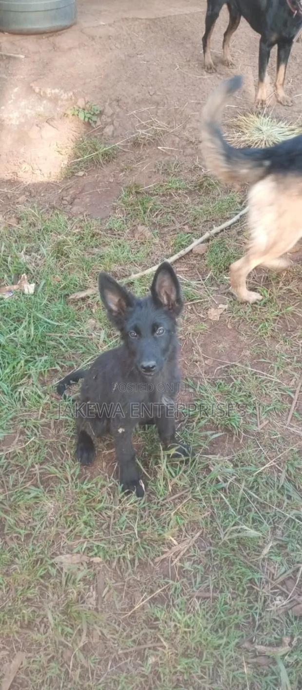 1-3 months Male Purebred German Shepherd