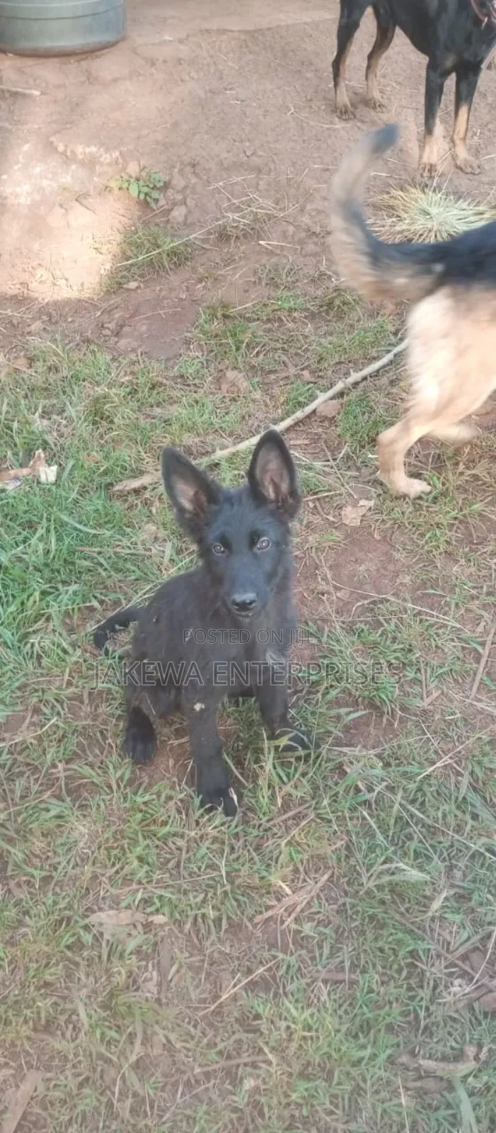 1-3 months Male Purebred German Shepherd