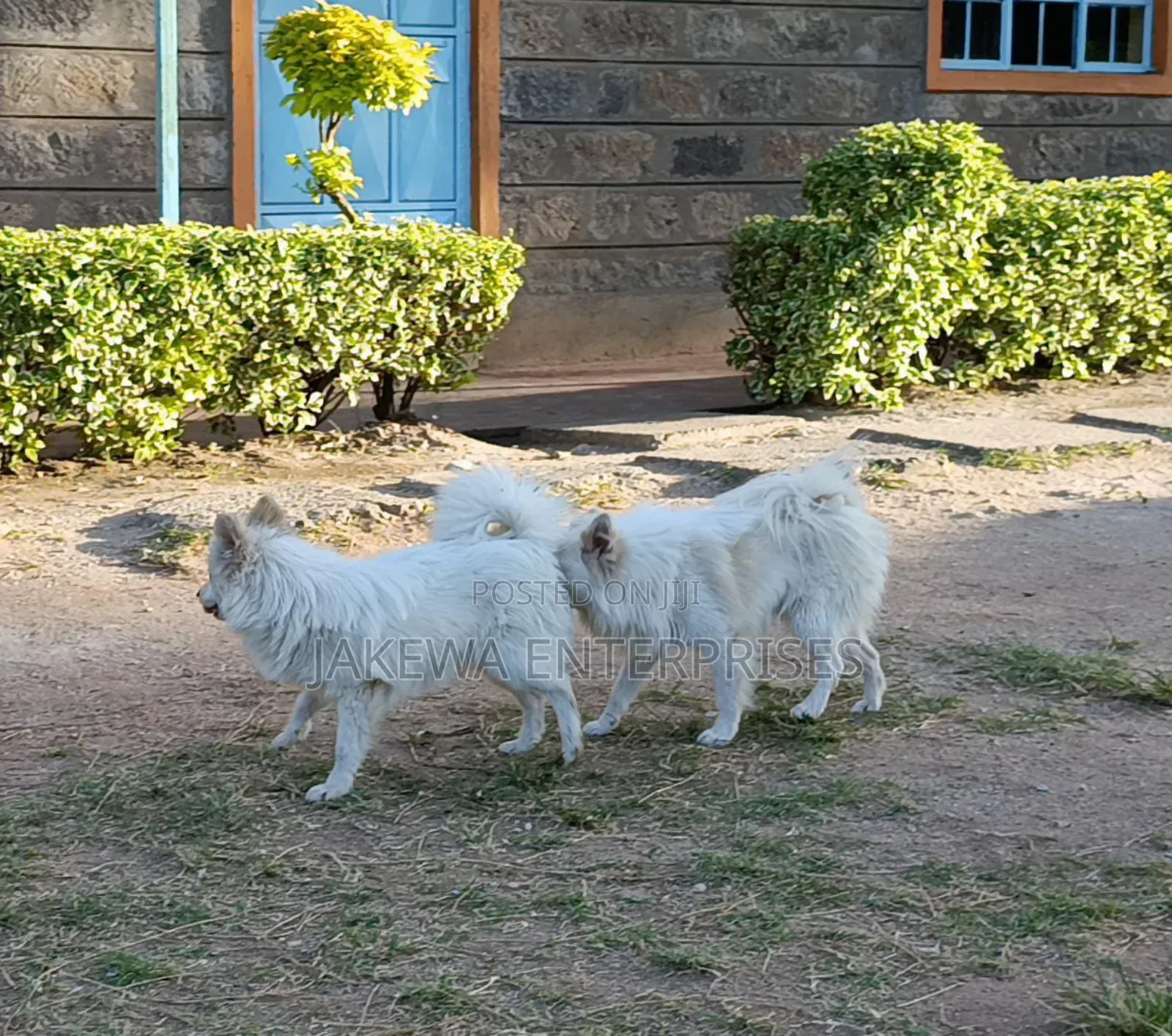 3-6 months Male Purebred Japanese Spitz