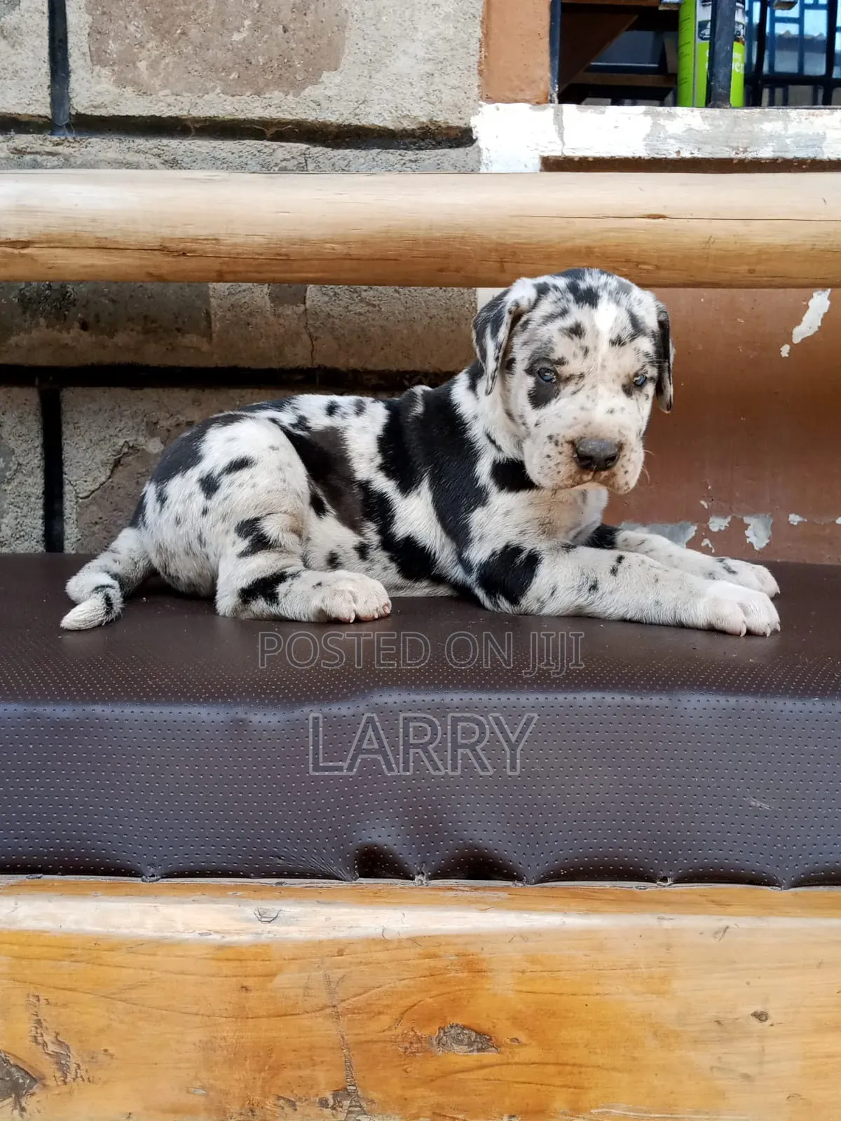 1-3 months Male Purebred Great Dane