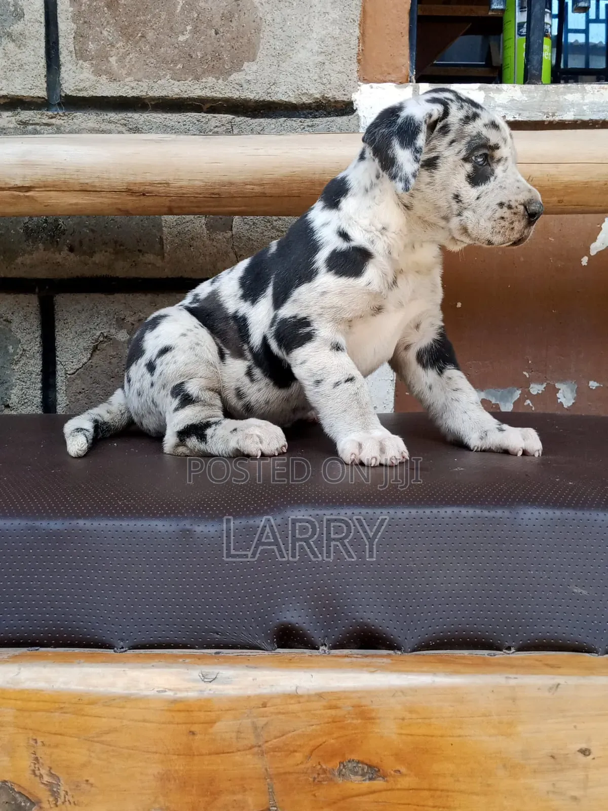 1-3 months Male Purebred Great Dane