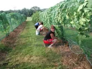 Professional-Grade Bird Nets for Agriculture