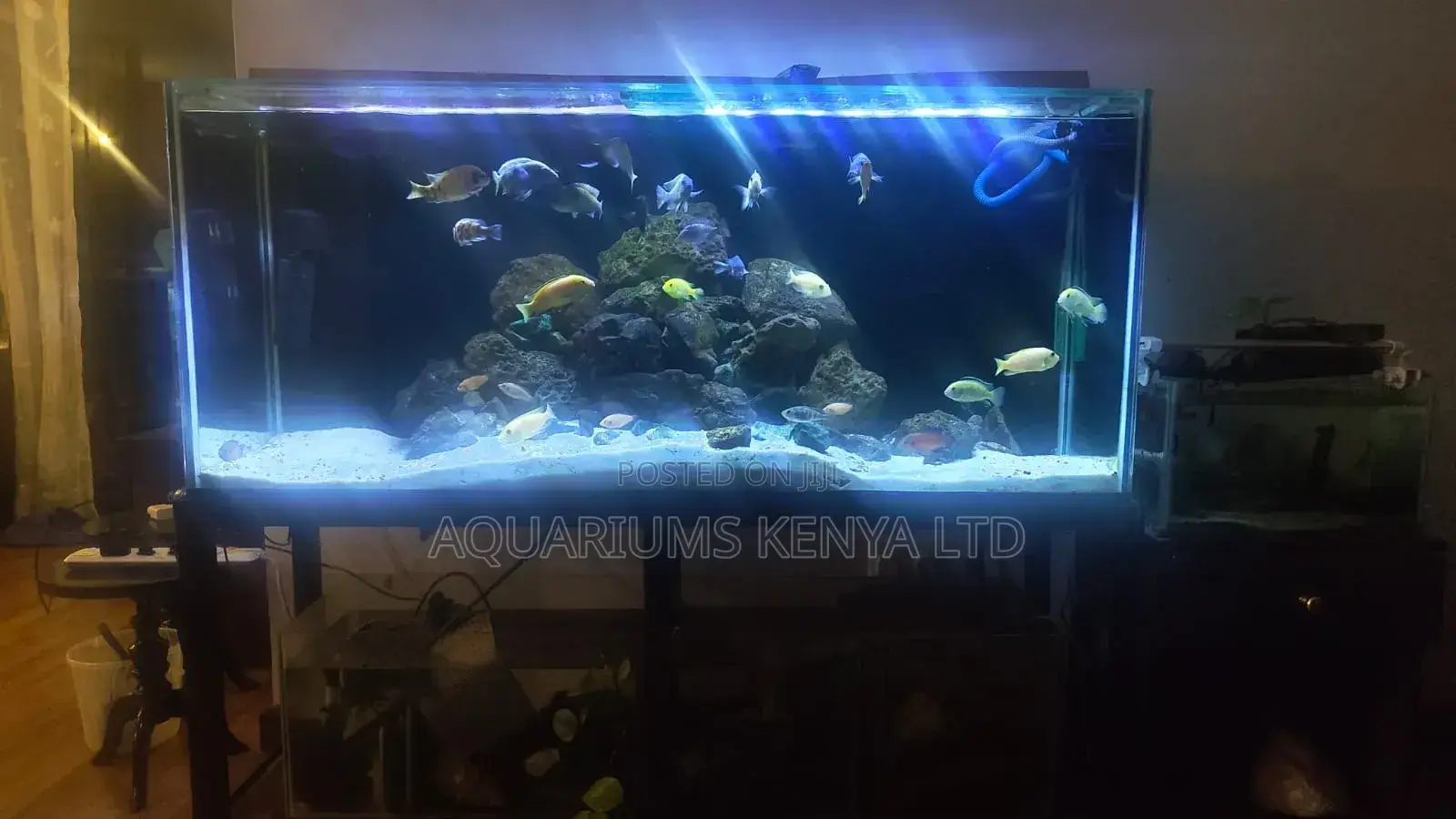 Customize Freshwater Aquariums In Konza City