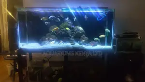 Customize Freshwater Aquariums In Konza City