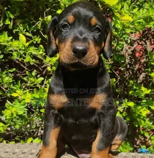 1-3 months Male Purebred Doberman Pinscher