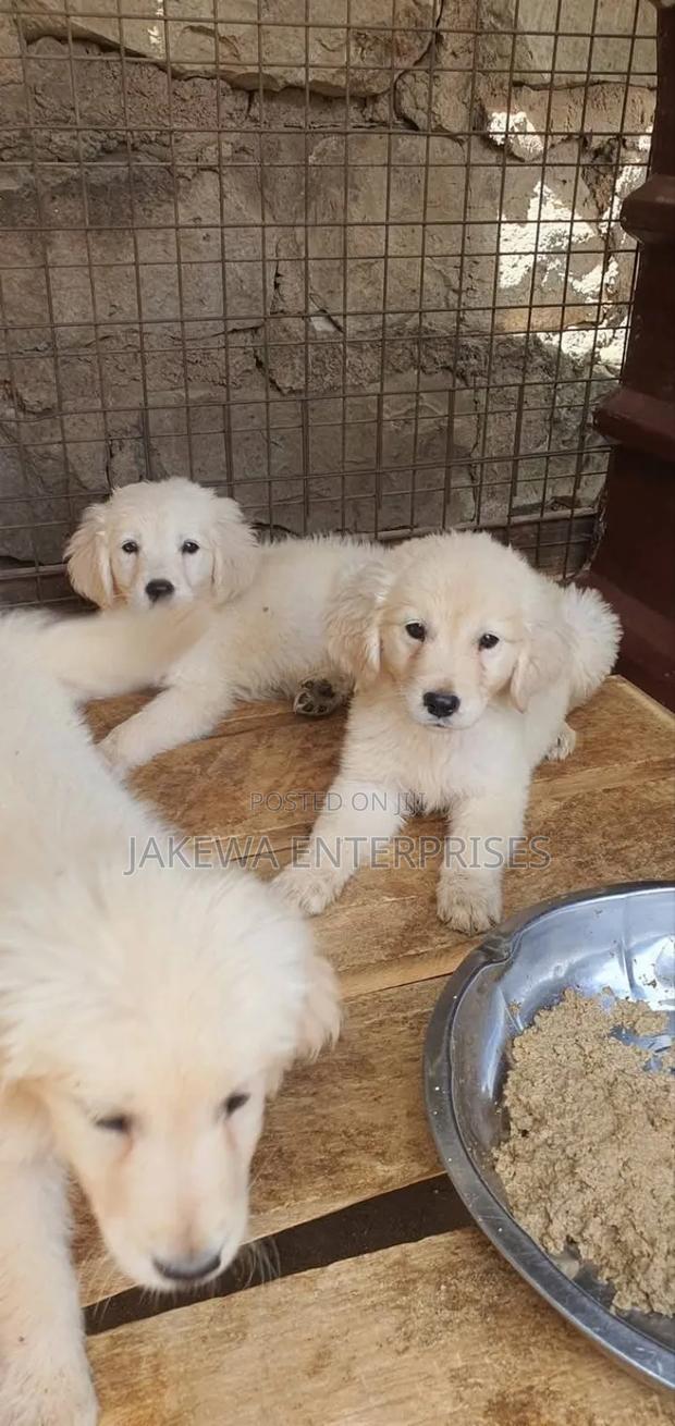 1-3 months Male Purebred Golden Retriever