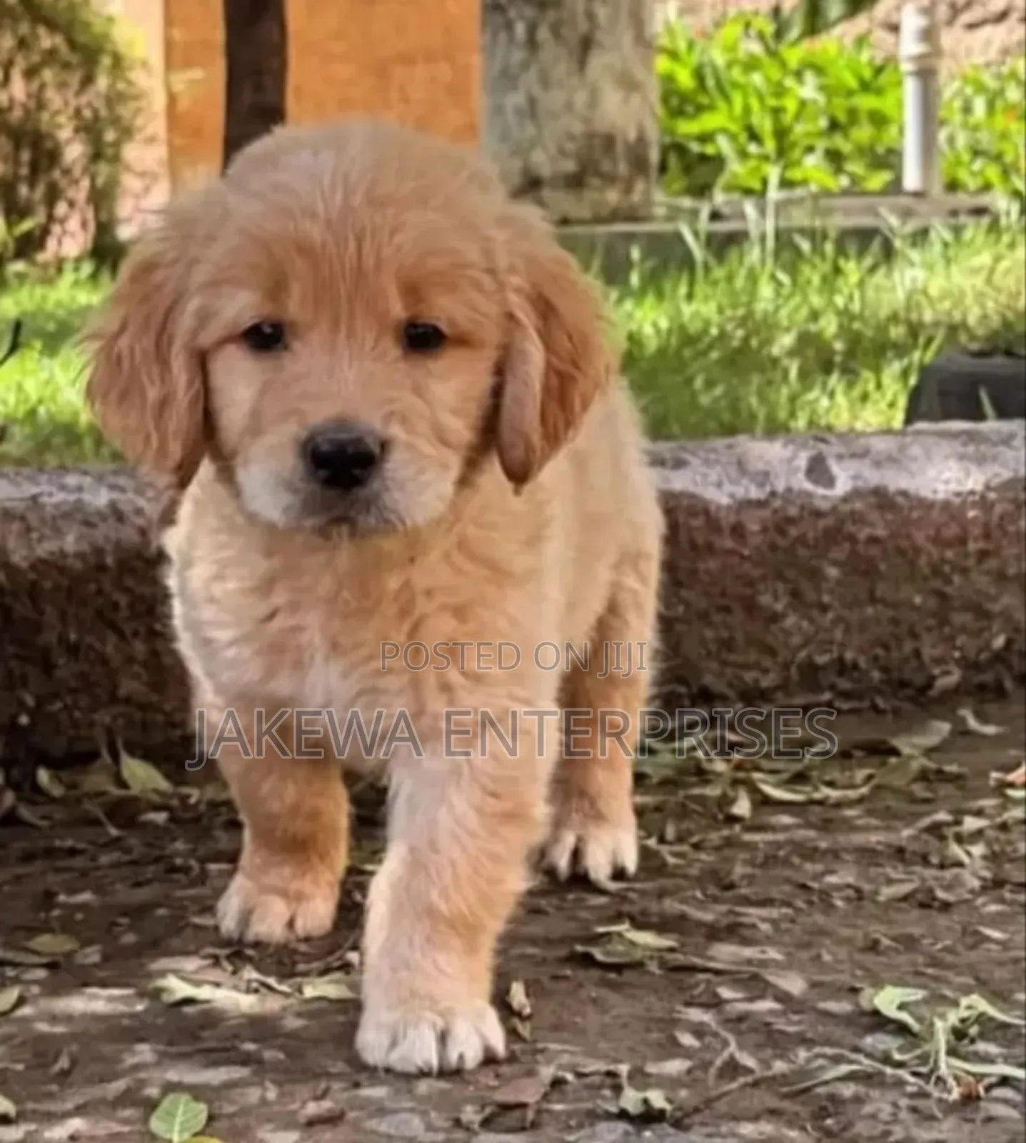 1-3 months Male Purebred Golden Retriever