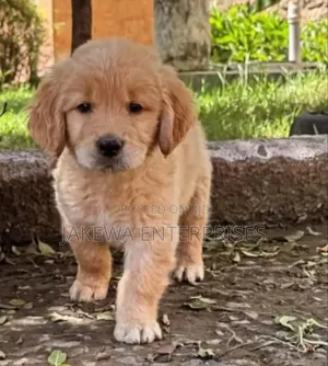 1-3 months Male Purebred Golden Retriever