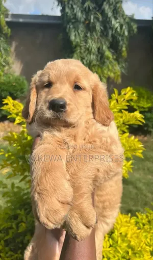 1-3 months Female Purebred Golden Retriever