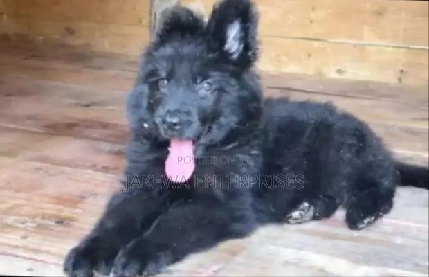1-3 months Male Purebred German Shepherd