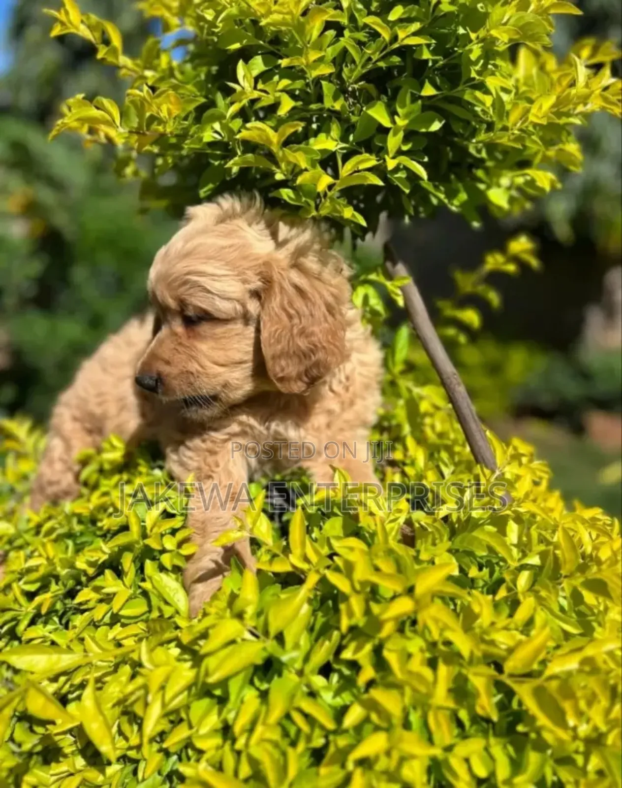 1-3 months Female Purebred Golden Retriever