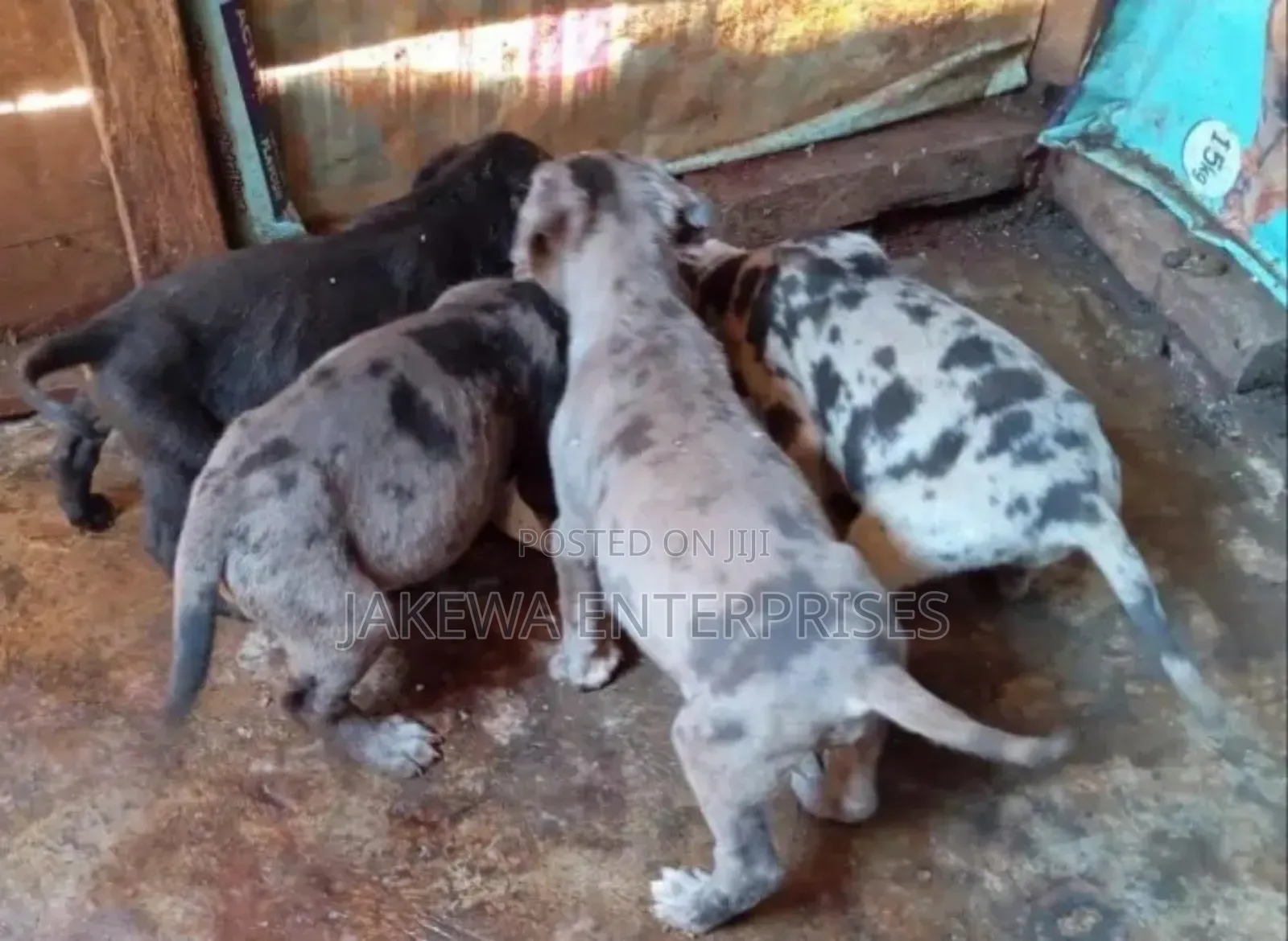 1-3 months Male Purebred Great Dane