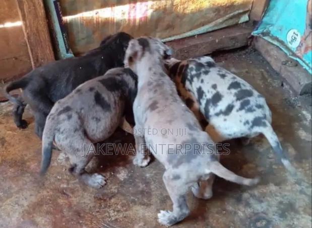 1-3 months Male Purebred Great Dane