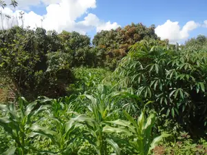 1.83 Acres Land for Sale