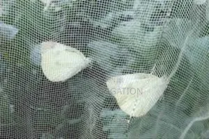 High-Tensile Insect Nets for Reliable Security!