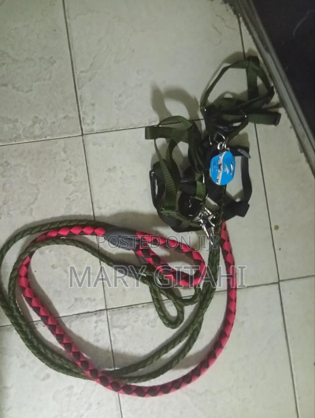 Quality Dog Leash in Sizes - main view
