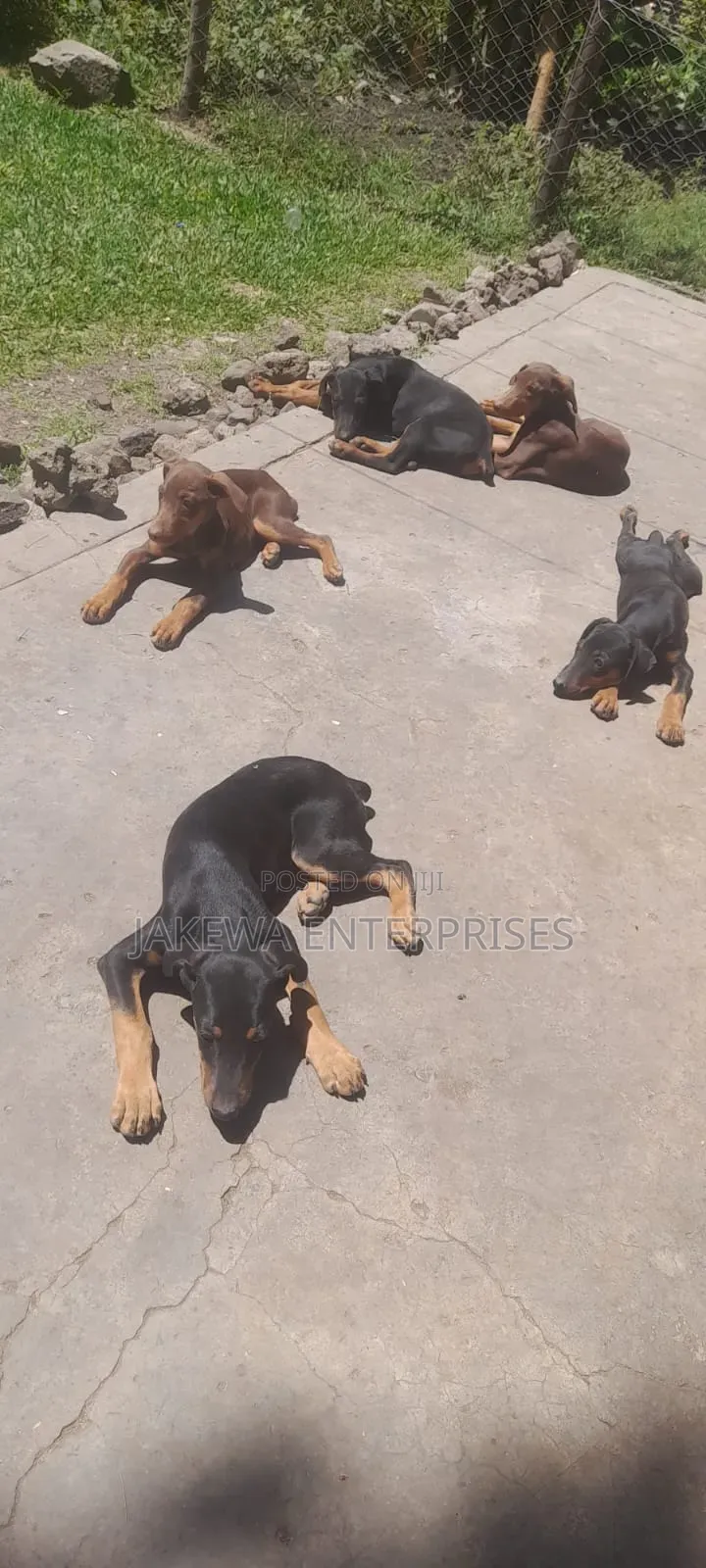 3-6 months Male Purebred Doberman Pinscher