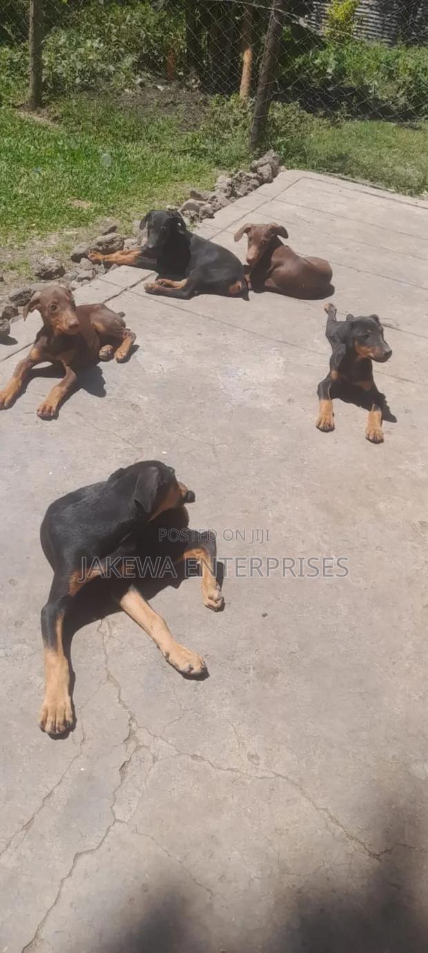 3-6 months Male Purebred Doberman Pinscher