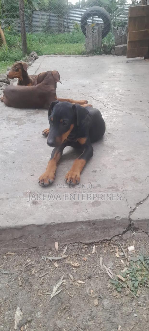 3-6 months Male Purebred Doberman Pinscher