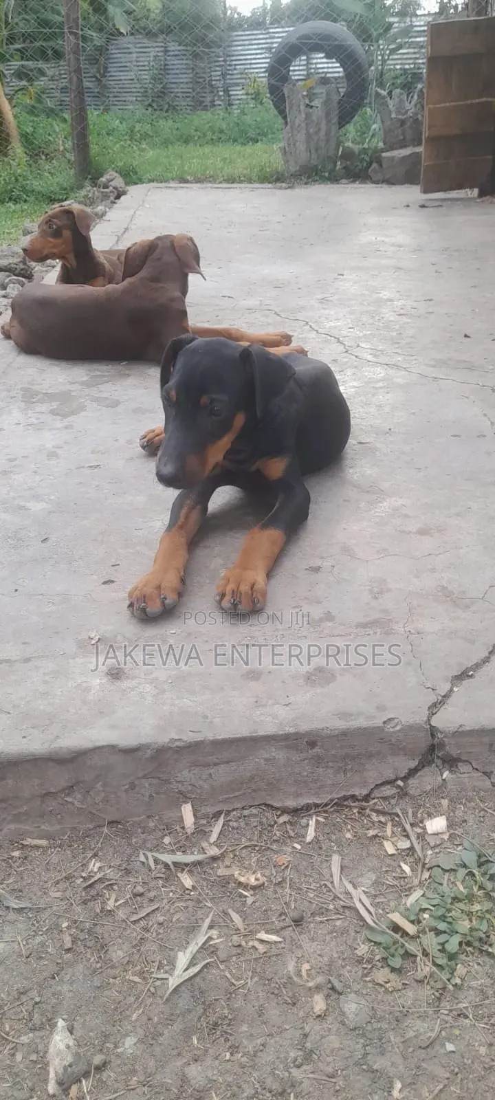 3-6 months Male Purebred Doberman Pinscher