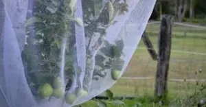 Pest-Free Farming With Our Durable Insect Nets