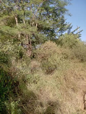 3.75 Acre FARM.MOSA