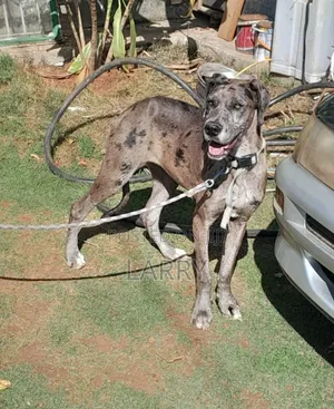 3-6 months Female Purebred Great Dane