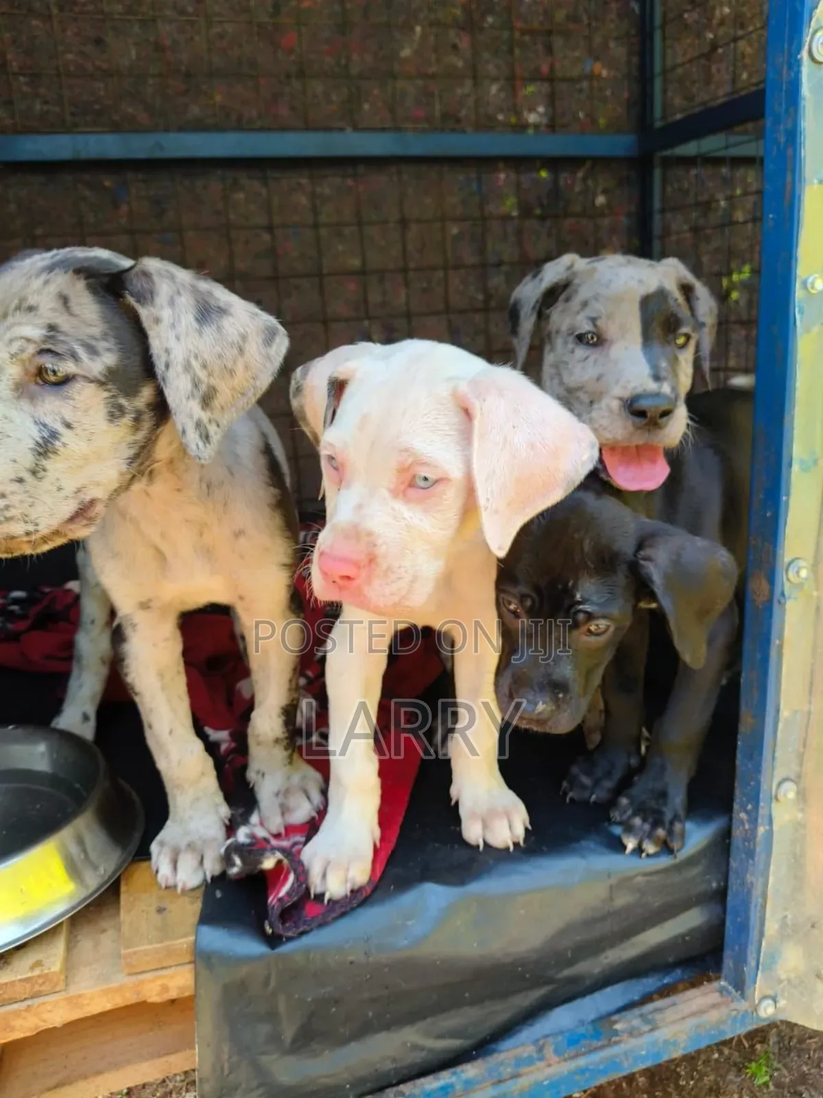 1-3 months Female Purebred Great Dane