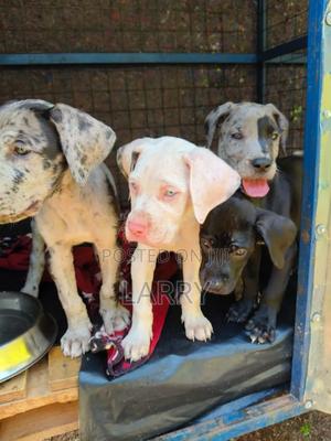 1-3 months Female Purebred Great Dane - thumbnail 2