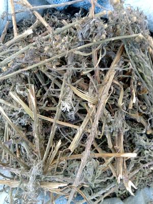 Horse Weed - main view