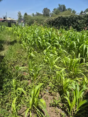 A Prime 1/8 Acre Behind Milele Mall Ngong