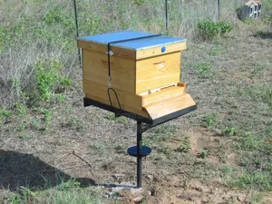 Timber Buzz Hives