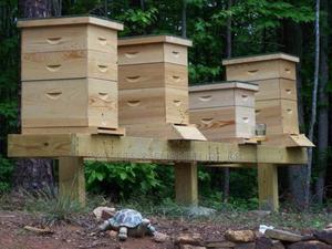 Woodsy Hive Langstroth - thumbnail 2