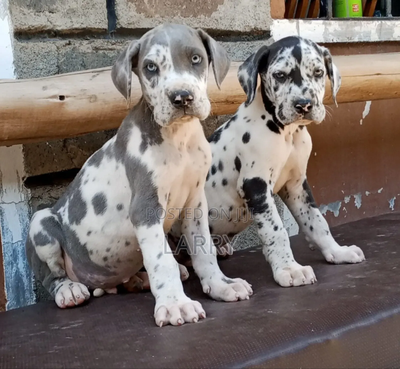 1-3 months Female Purebred Great Dane