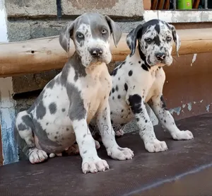 1-3 months Female Purebred Great Dane