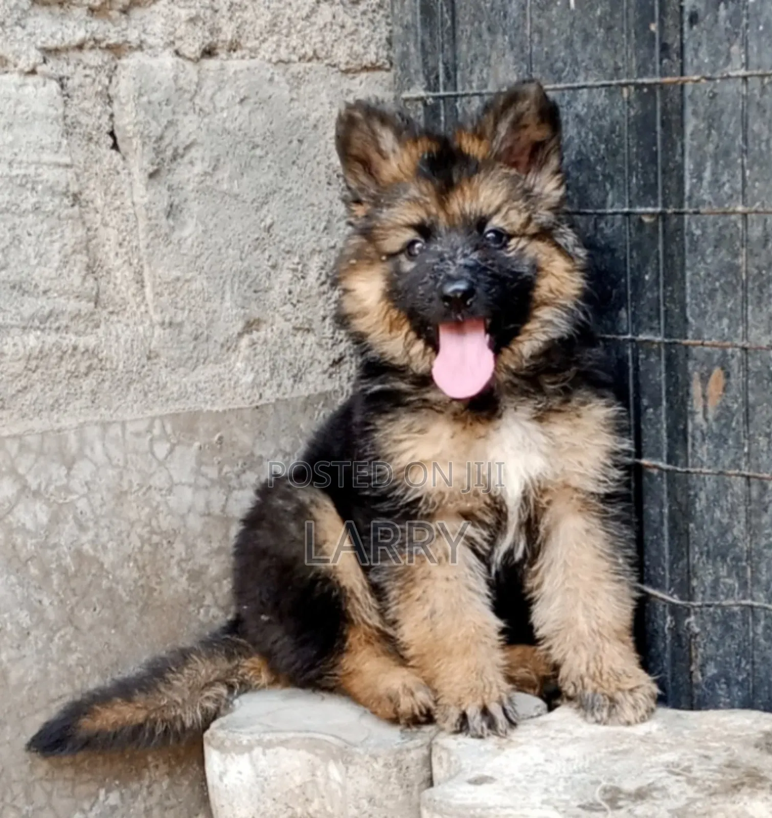 1-3 months Male Purebred German Shepherd
