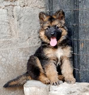 1-3 months Male Purebred German Shepherd - thumbnail 2