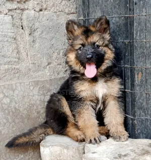 1-3 months Male Purebred German Shepherd
